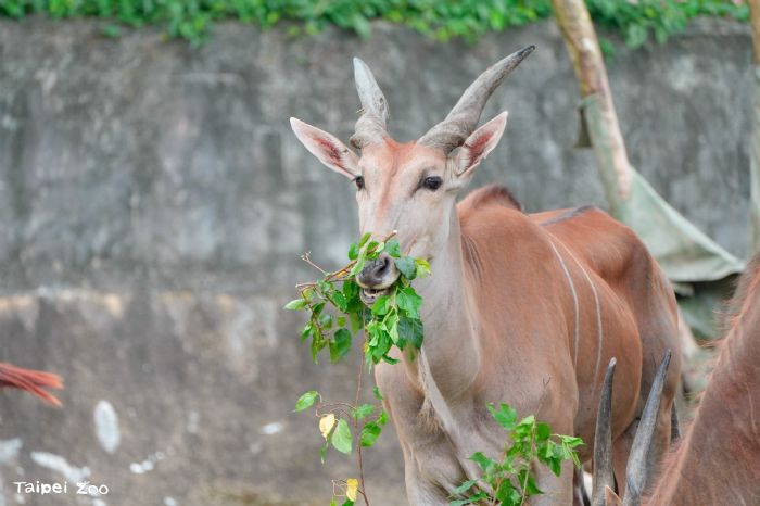 臺北市立動物園111周年園慶｜「野性再現 Devoting to Rewilding」系列活動熱鬧登場